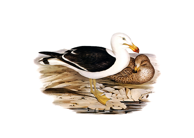 Vintage Pacific Gull Bird