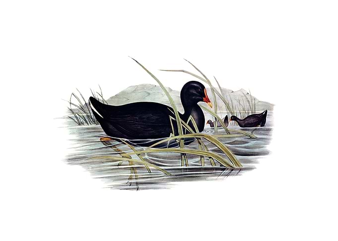 Vintage Dusky Moorhen Bird