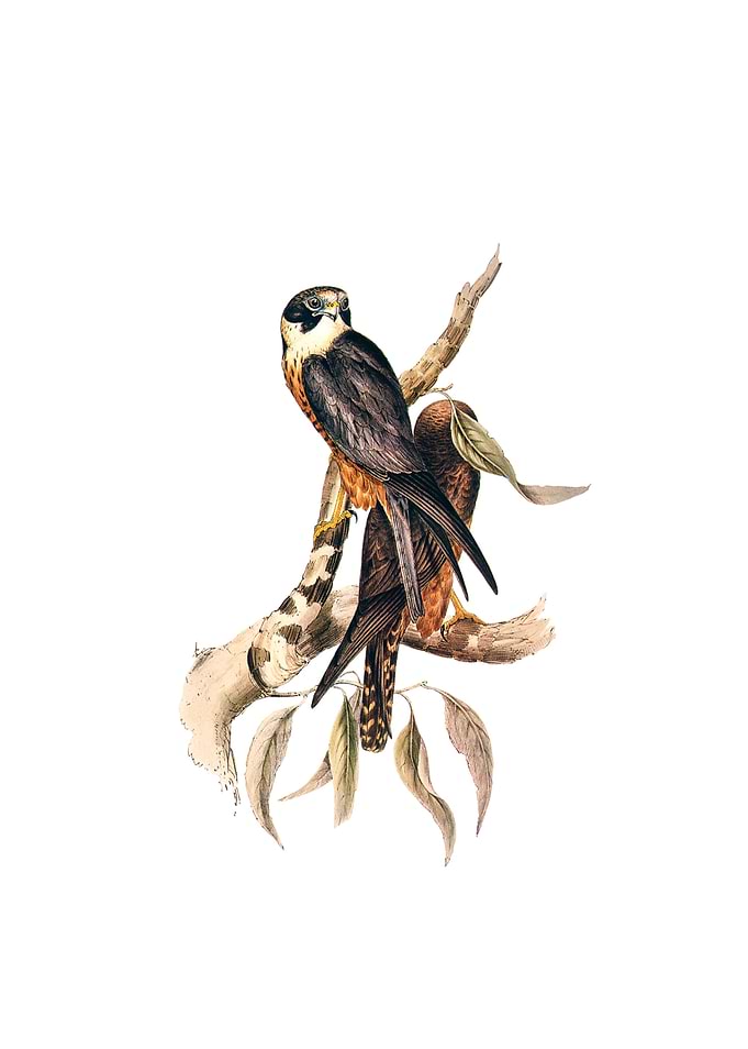 White Fronted Falcon Bird
