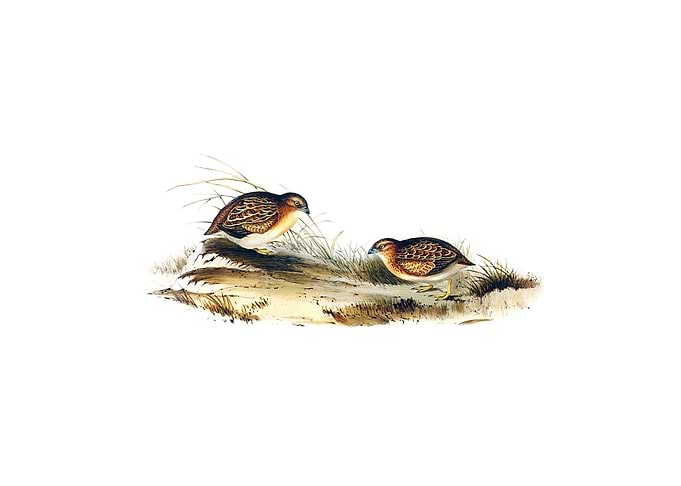 Swift Flying Hemipode Bird