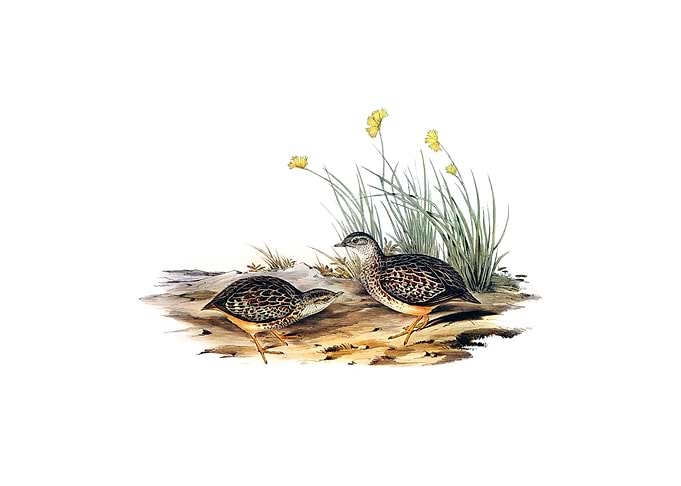 Sparkling Hemipode Bird