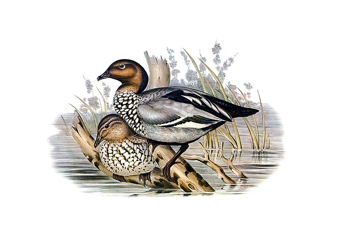 Vintage Maned Goose Bird