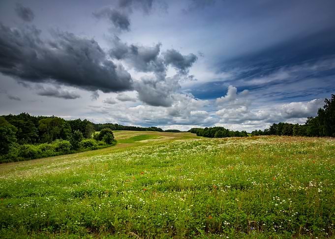 Meadow with pink flowers