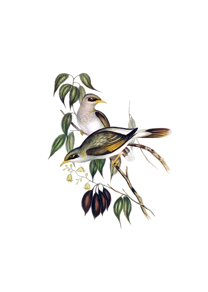 Yellow Throated Miner Bird