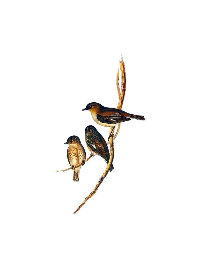Vintage Dusky Robin Bird