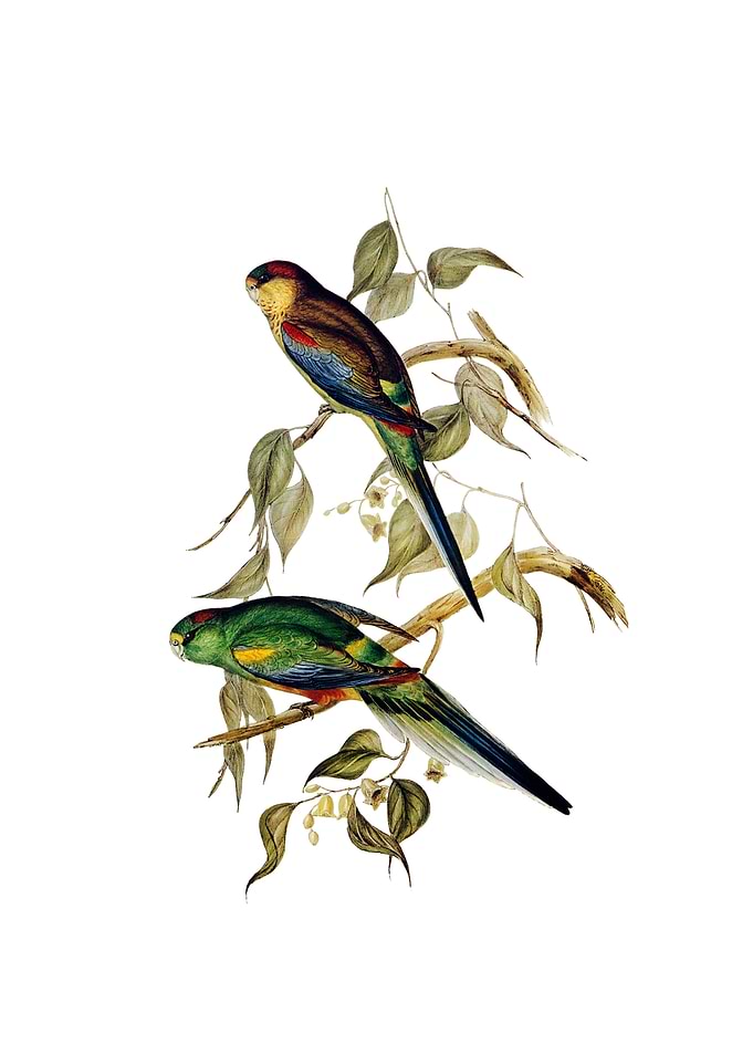 Mulga Parakeet Parrot Bird