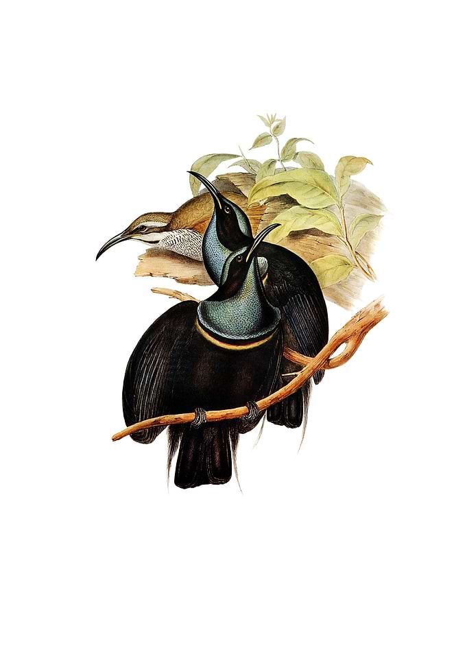 Magnificent Rifle Bird