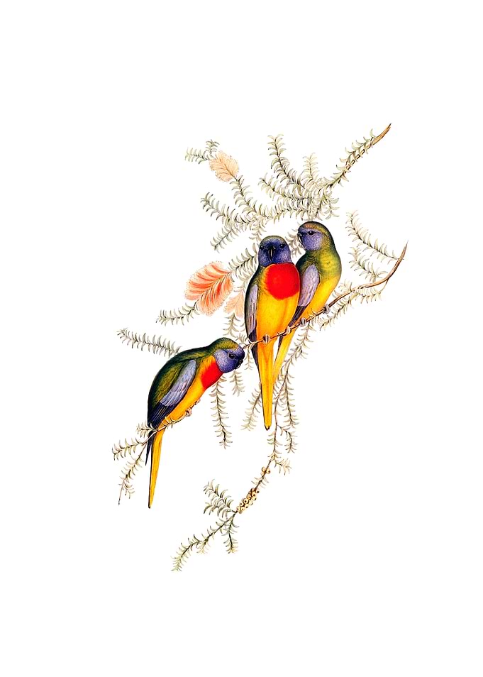 Splendid Grass Parakeet