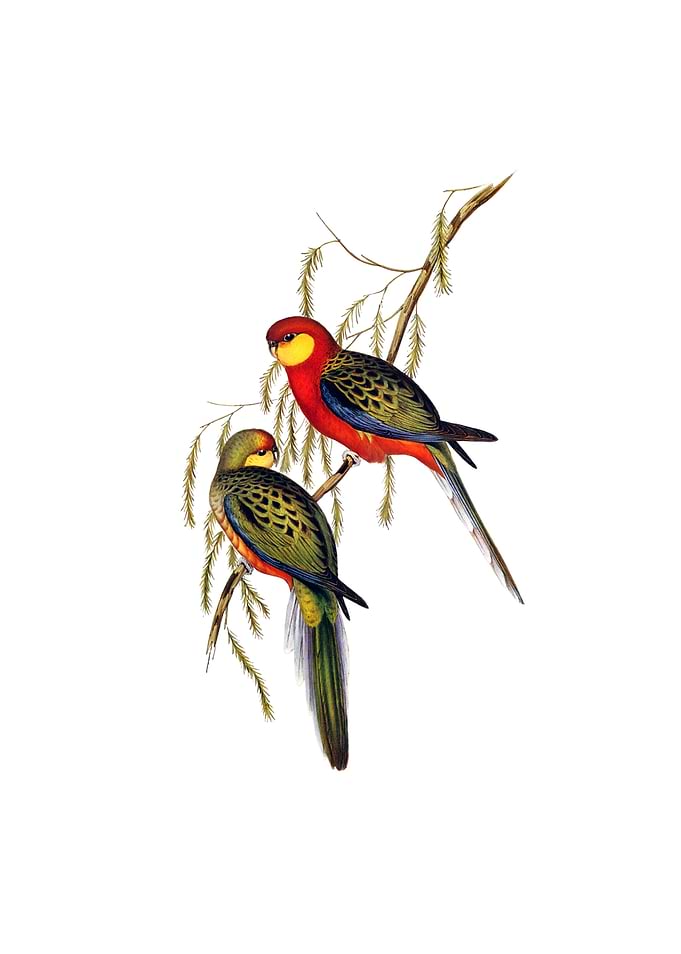 Western Rosella Parrot