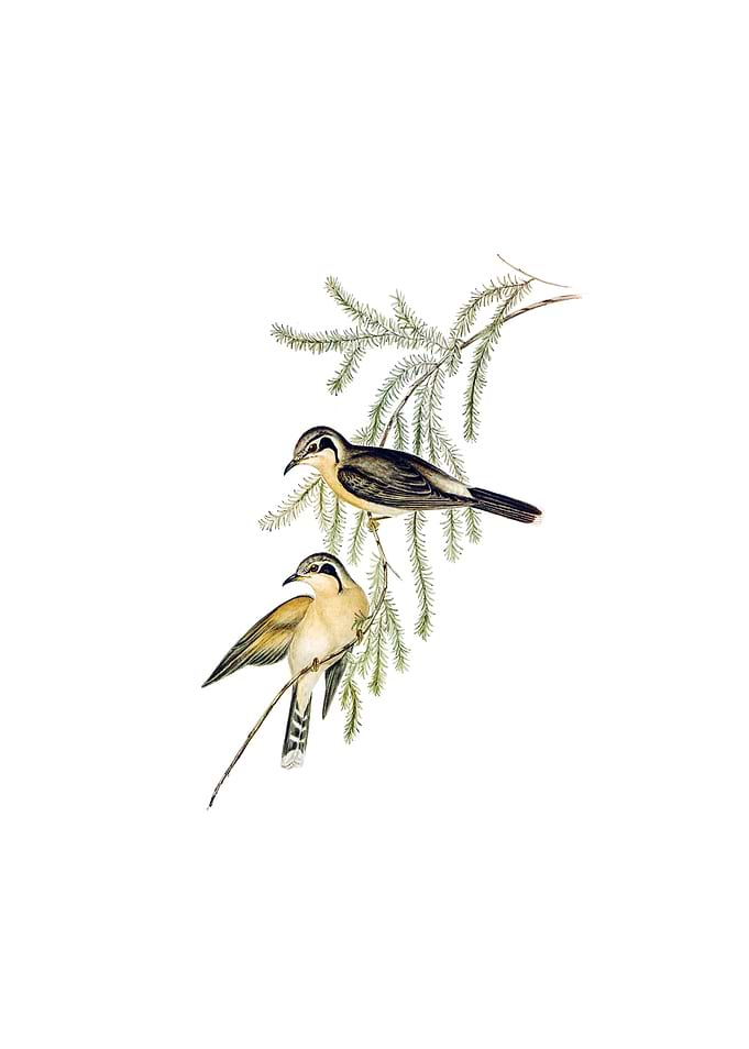 Black Eared Cuckoo Bird