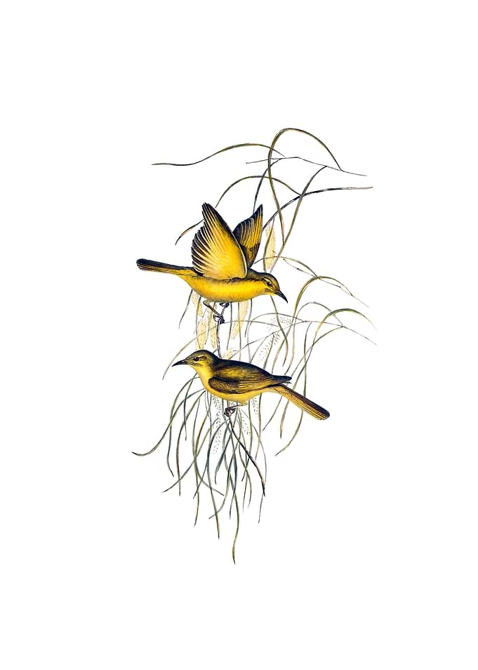 Yellow Honeyeater Bird