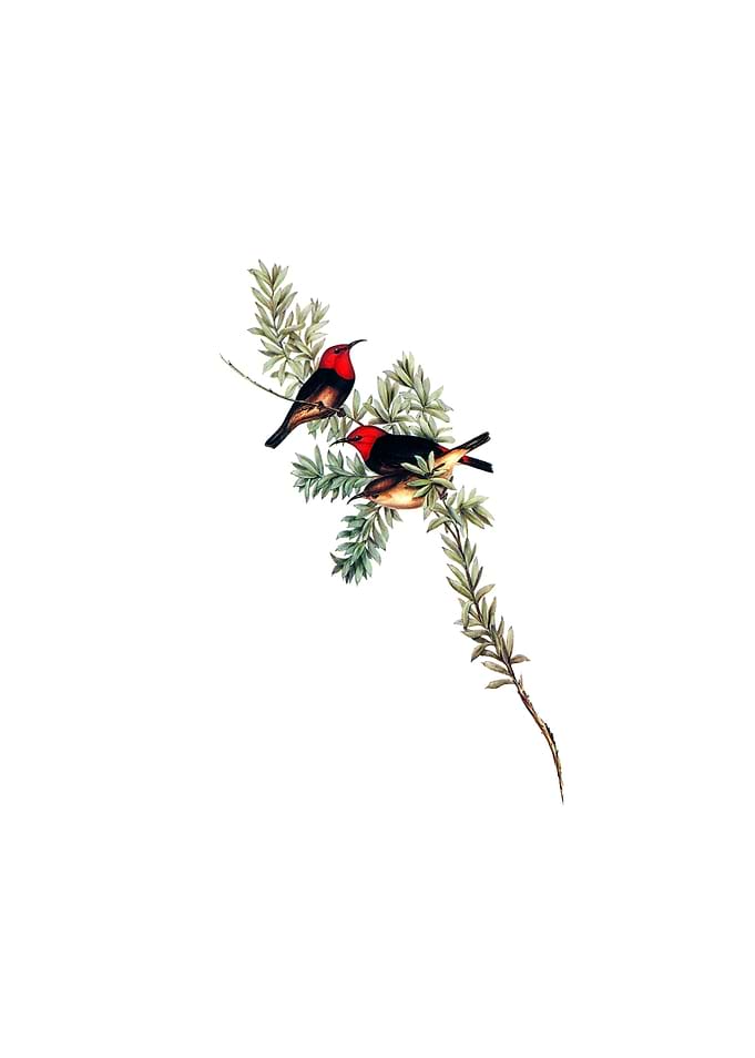Red Headed Honeyeater Bird