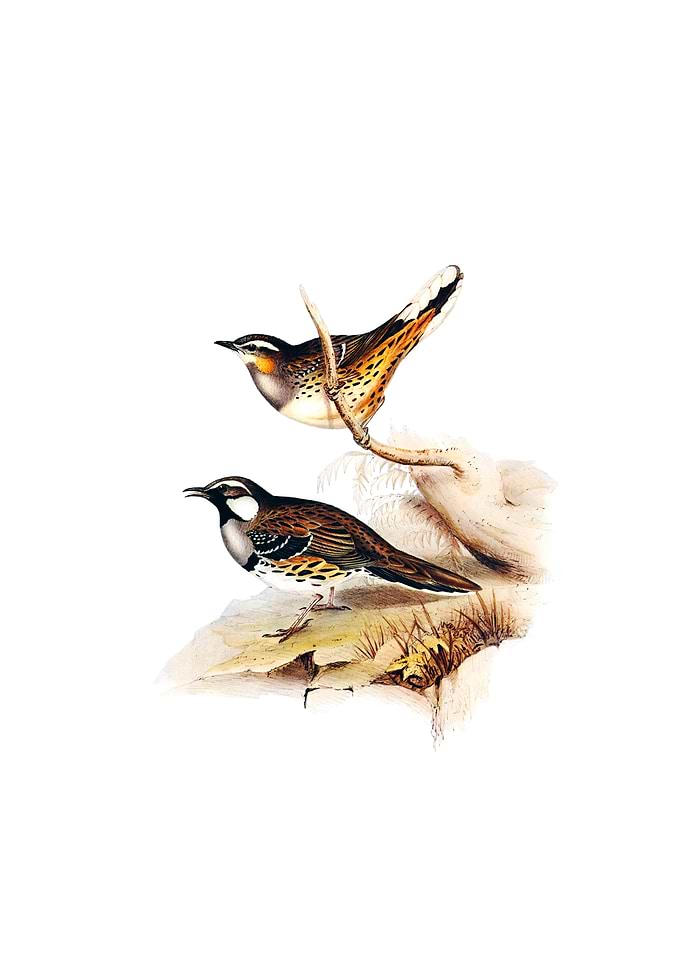 Spotted Groud Thrush Bird