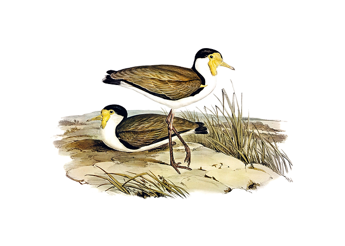 Vintage Wattle Pewit Bird