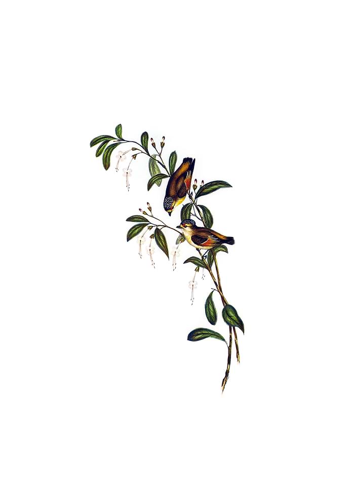 Red Lored Pardalote Bird