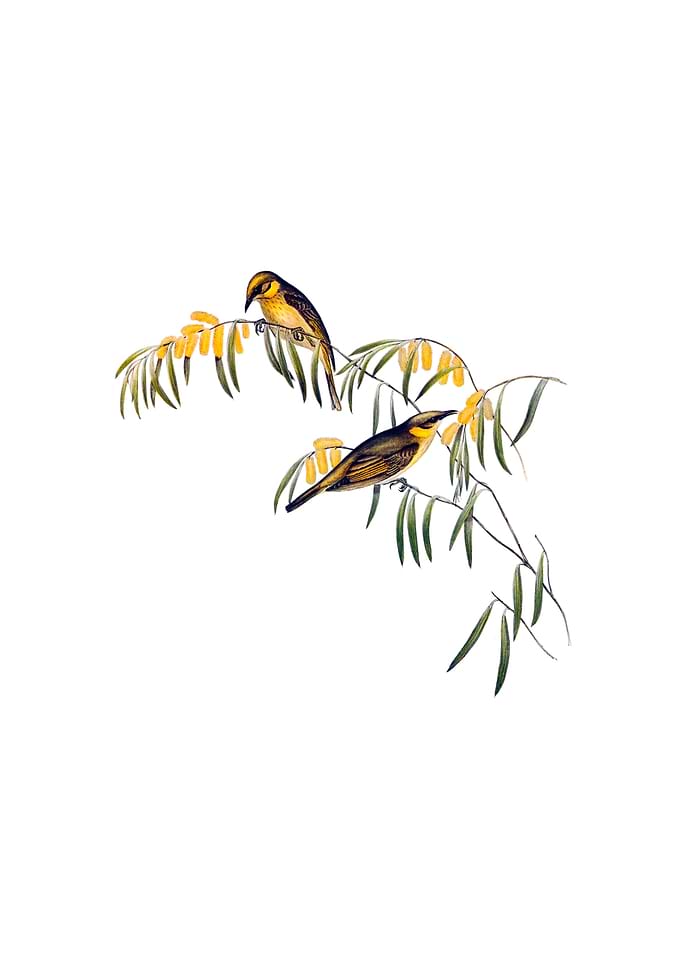 Plumed Honeyeater Bird