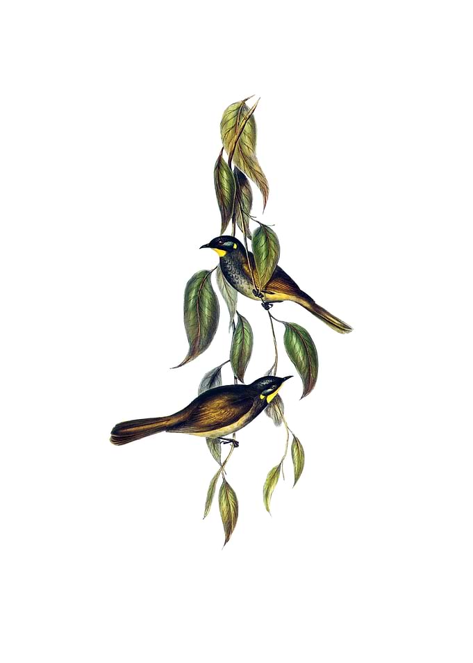 Yellow Throated Honeyeater