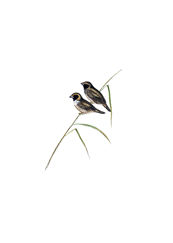 White Breasted Finch Bird
