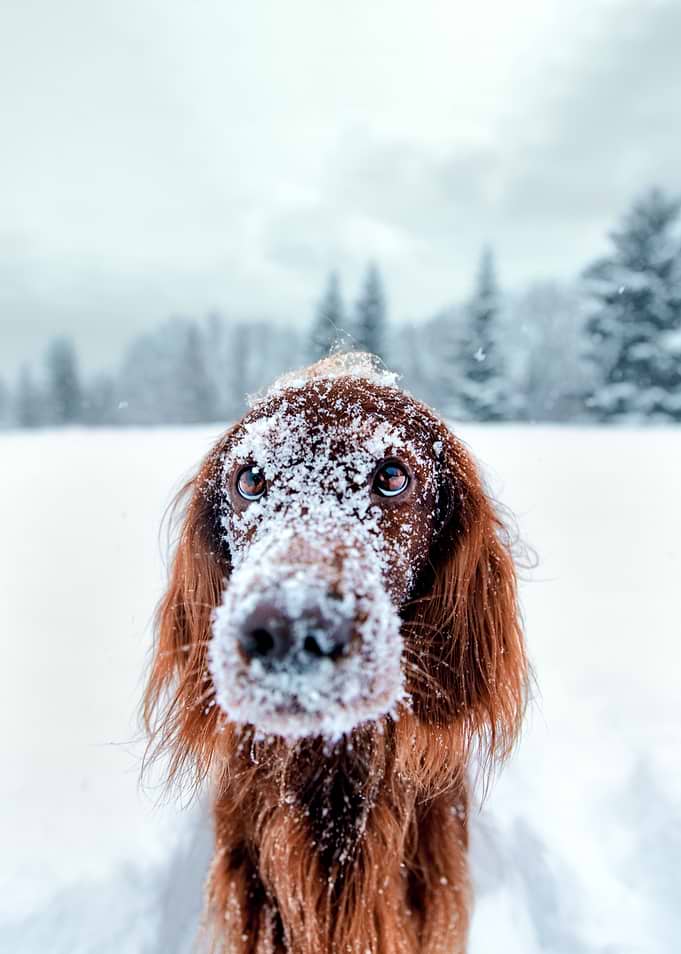 Puppy Eyes