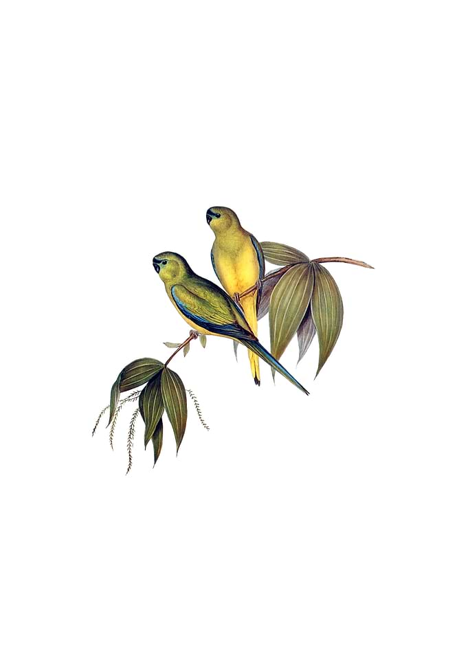 Rock Grass Parakeet Parrot