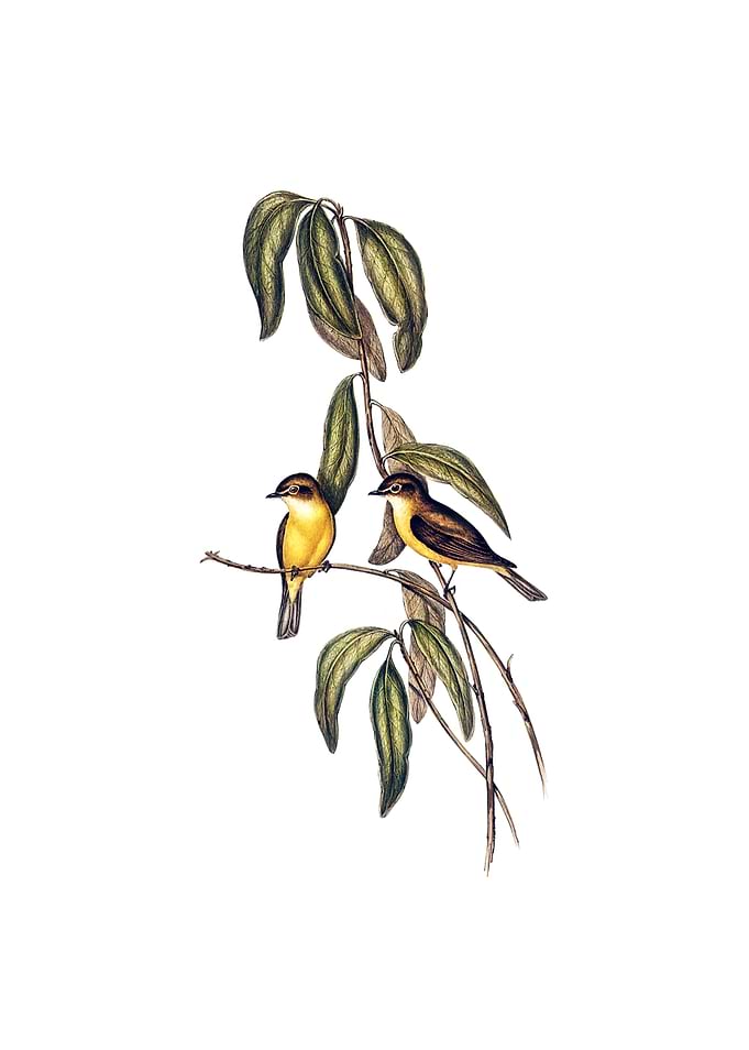 Yellow Bellied Flycatcher