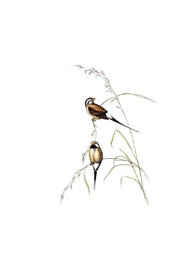 Long Tailed Grass Finch