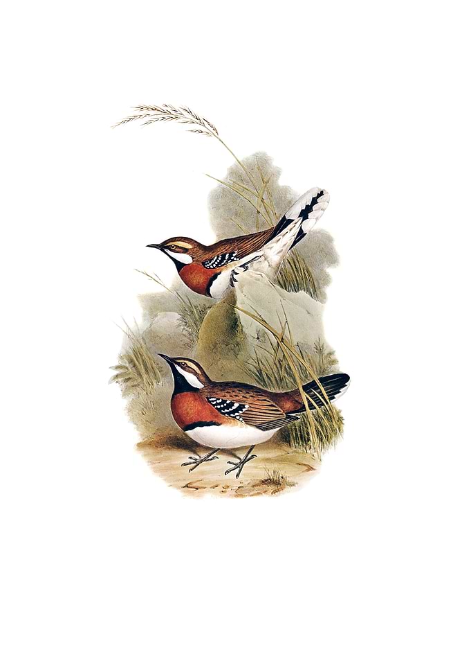 Chestnut Breasted Ground