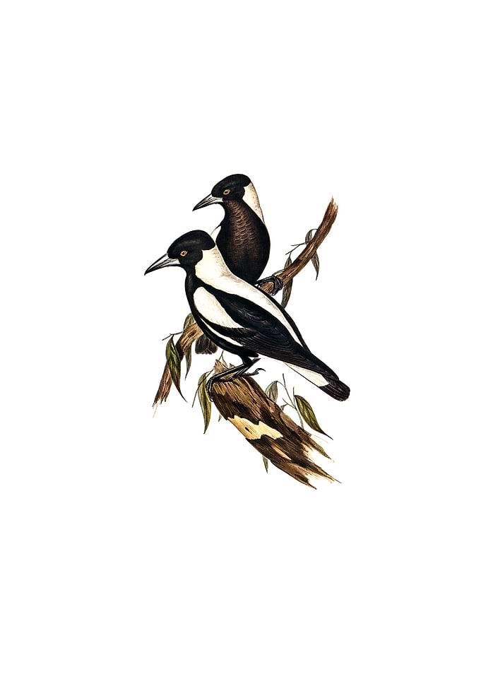 White Backed Crow Shrike