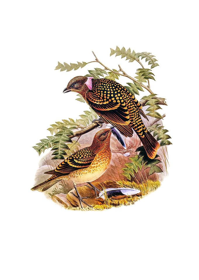 Guttated Bower Bird
