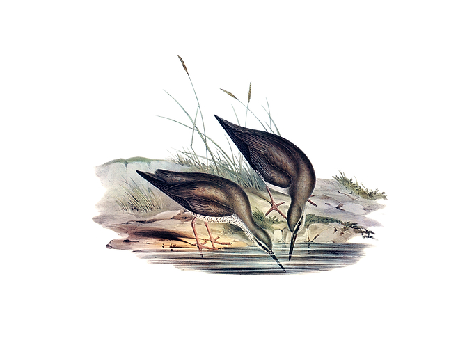 Grey Rumped Sandpiper Bird