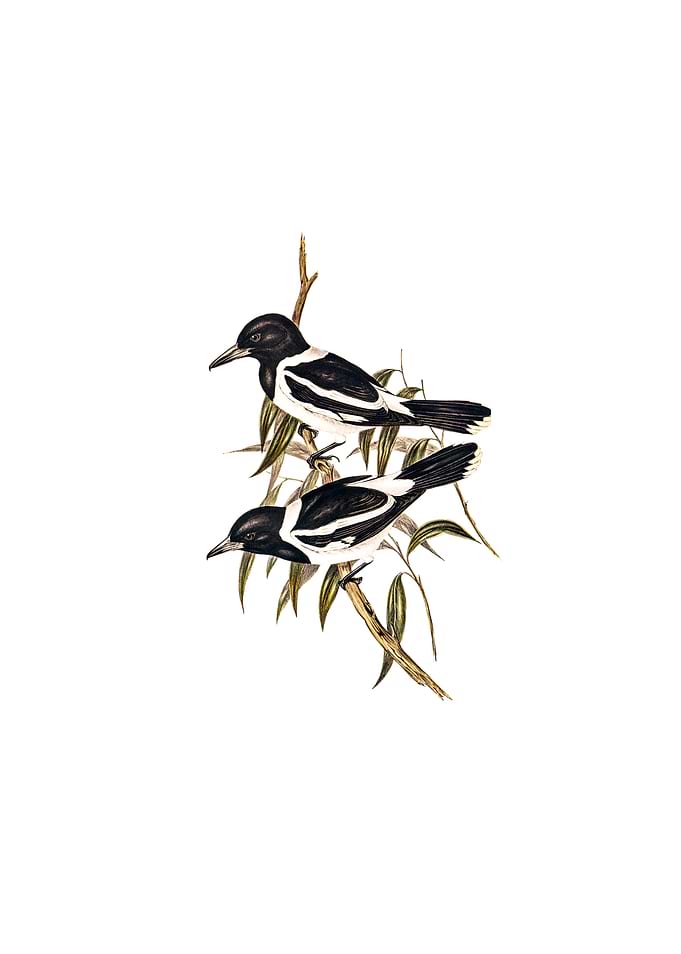 Pied Crow Shrike Bird
