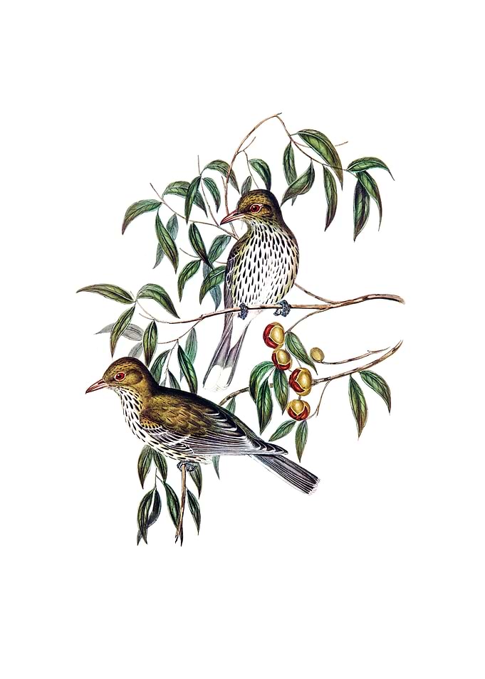 New South Wales Oriole