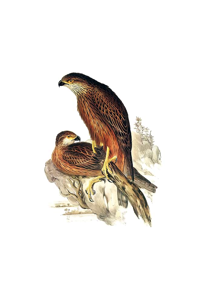 Radiated Goshawk Bird