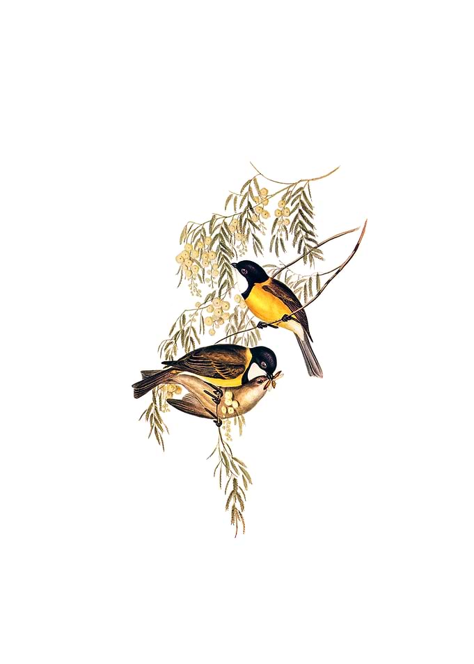 Blue Shining Flycatcher