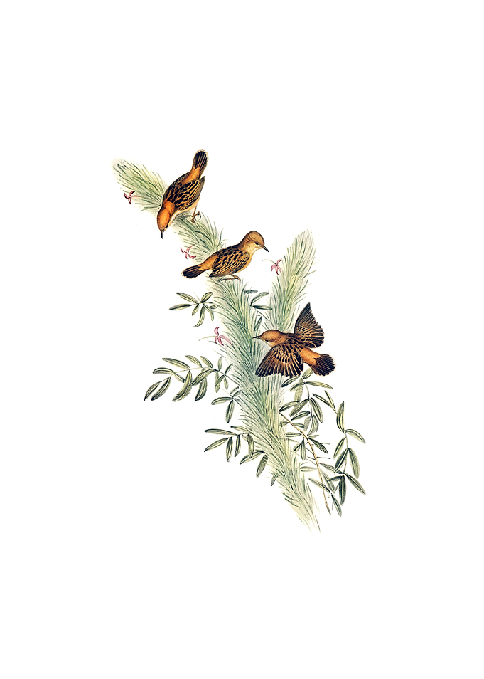 Rufous Headed Warbler Bird