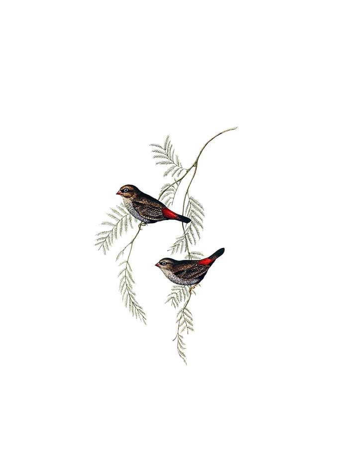 Fire Tailed Finch Bird