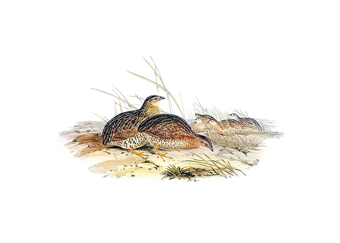 Australian Partridge Bird