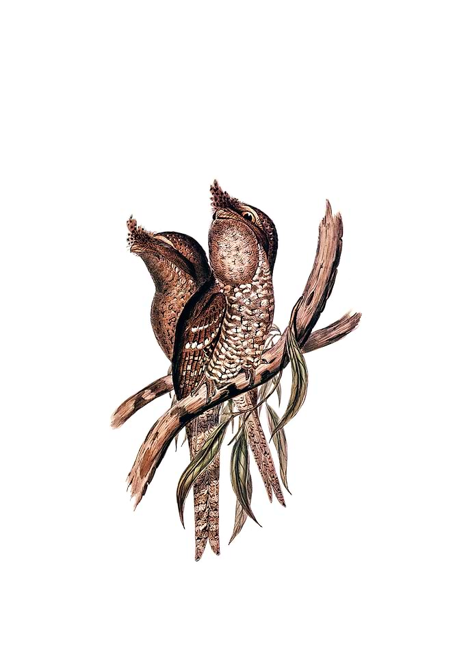 Marbled Frogmouth Bird
