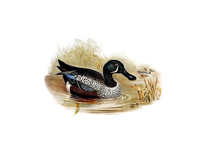 Variegated Shoveller Bird