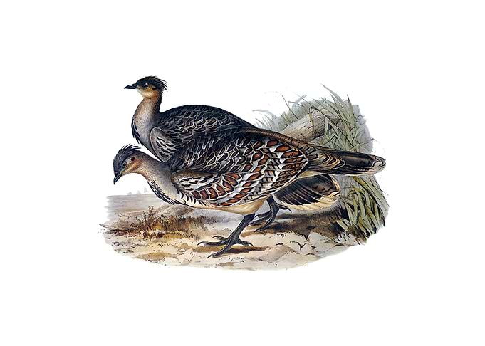 Ocellated Leipoa Bird
