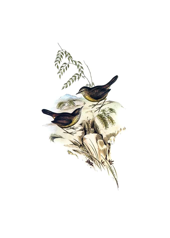 Tasmanian Scrubwren Bird