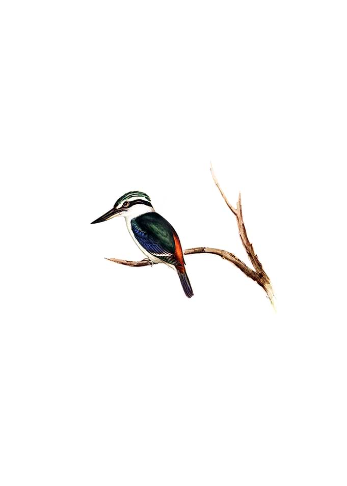 Red Backed Halcyon Bird