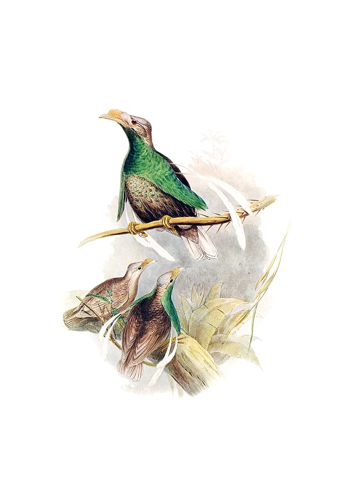 Vintage Bird Of Parade