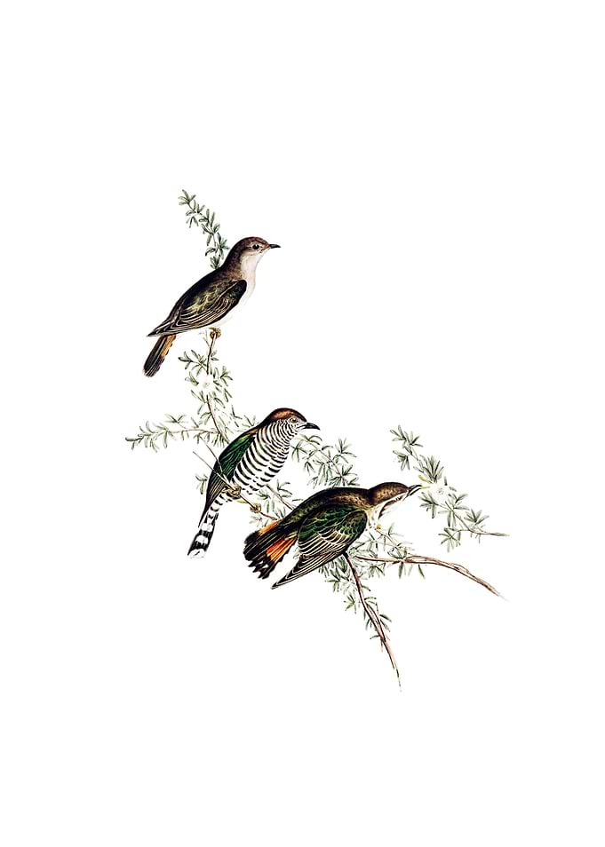 Shining Cuckoo Bird