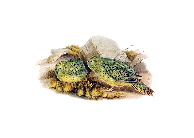 Nocturnal Ground Parakeet
