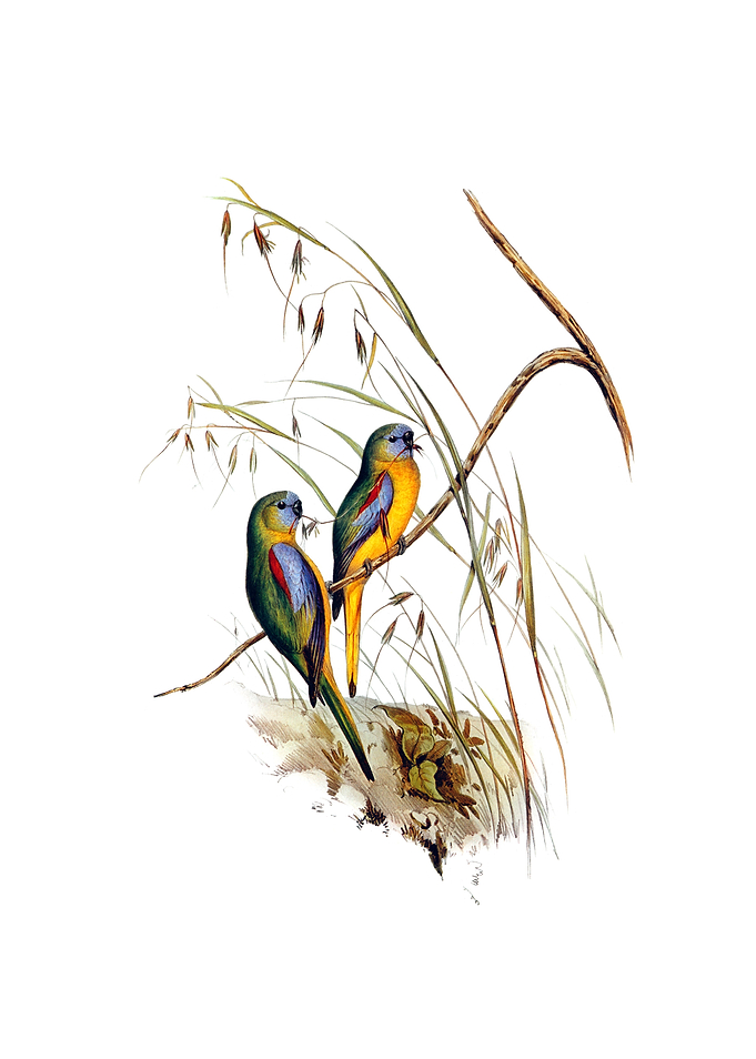 Turquoise Parrot Bird