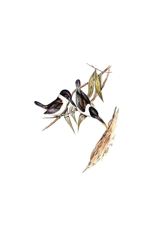 Sordid Halcyon Bird