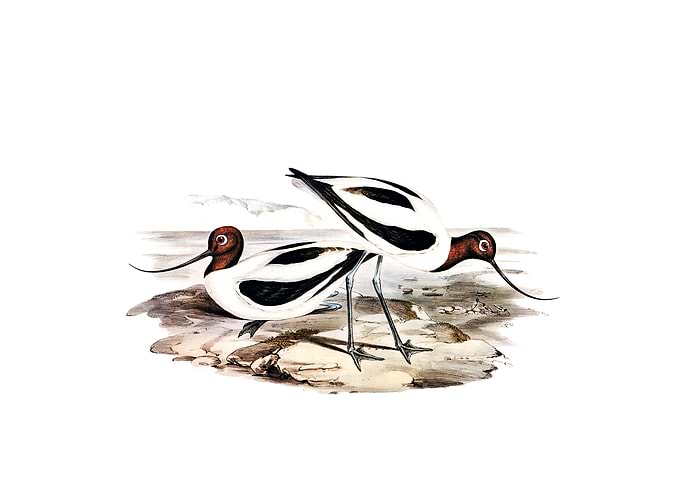 Red Necked Avocet Bird