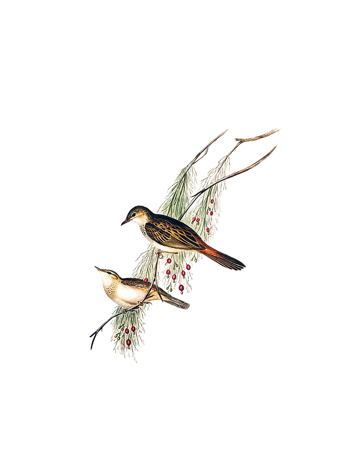 Rufous Tinted Songlark