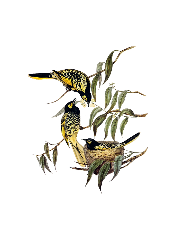 Warty Face Honeyeater Bird